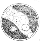 Obr. 3: Kokální zelená řasa Chlorella vulgaris (KALINA VÁŇA 2005). Obr. 4: Fosilní nález chlorely z období Prekambria (SUN CHLORELLA A 2012