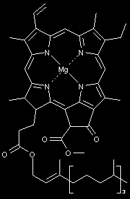 Feoforbid v 1977 byly pozorovány vyrážky a svědění kůže po konzumaci Chlorella. Feoforbid vzniká při degradaci chlorofylu. Minimální efektivní dávka, která vyvolá dermatitidu je 25 mg/den.