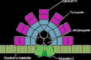 http://www.sinicearasy.cz/files/perovky-fykobilisom.