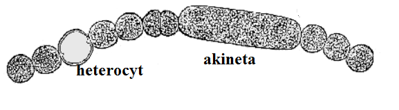 http://www.aecos.com/cpie/anabaena_fig1.