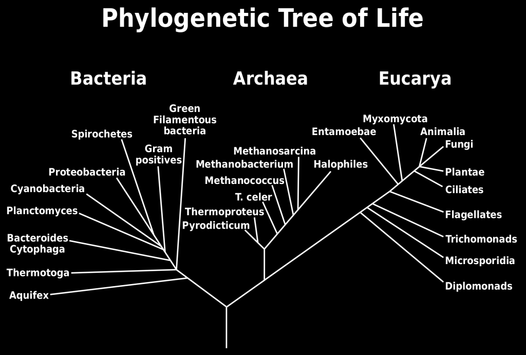 Univerzální systém organismů Je založen na srovnání sekvencí nukleotidů v molekule DNA a ribozomální RNA prokaryotních a eukaryotních buněk, což vedlo k závěru, že organismy lze rozdělit do 3 velkých