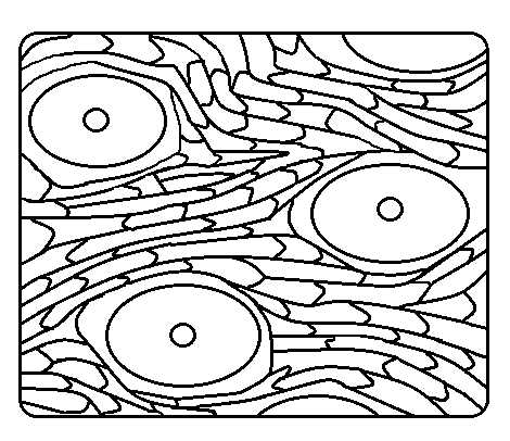 Systematická část Nadříše: Eukaria (=Eukaryota) WHITTAKER & MARGULIS, 1978 Říše: Plantae HAECKEL, 1866 Podříše: Embryophyta (=Cormobionta) ENDLICHER, 1836 Nadoddělení: Pteridofytní rostliny SCHIMPER,