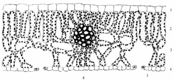 Obr. 26 Podélný řez kořenem (Polevoj 1989) 1 - kořenová čepička, 2 - pokoţka (rhizodermis), 3 - kořenové vlásky, 4 - prvotní kůra: 4a - endodermis; 5 - pericykl, 6 - nezralé (a) a zralé (b) buňky