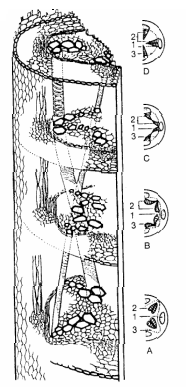 Obr. 28 Přeměna radiálního cévního svazku kořene v kolaterální svazky stonku (Bumerl et al 1983) A - kořen; B,C - přechod kořene ve stonek; D - stonek: 1 - floém, 2 - xylém, 3 - kambium 2.2. Gymnázium Moravský Krumlov Tato učebnice slouţí po celé studium biologie na tomto gymnáziu: JELÍNEK Jan et ZICHÁČEK Vladimír: Biologie pro gymnázia, 5.