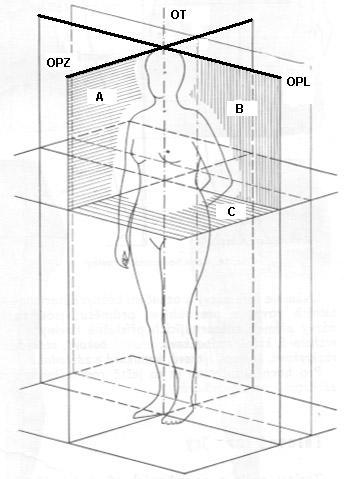 Orientace na lidském těle hlavní osy a roviny Roviny a osy na těle: A rovina mediální předozadní, B rovina frontální čelní, C rovina transverzální horizontální; O T Tělní osa, O PZ osa předozadní