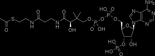 Lipidy (MK) fyziologie a výživa - odbourávání mastných kyselin v organismu procesem betaoxidace (z molekuly se postupně odštěpuje acetylcoa a řetězec se zkracuje o 2 atomy uhlíky) - nenasycené