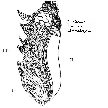 UTB ve Zlíně, Fakulta technologická 18 I zárodek II obaly III endosperm Obrázek 4: Anatomie zrna [18] Hlavní podíl jednotlivých složek obsažených v obilovinách je zastoupen sacharidy.