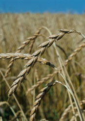 UTB ve Zlíně, Fakulta technologická 20 Obrázek 5: Pšenice špalda [24] Výživová hodnota špaldy je vysoká a obsahuje všechny základní komponenty nezbytné pro lidský organizmus.