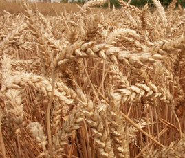UTB ve Zlíně, Fakulta technologická 25 i v ekologickém zemědělství. Tento druh pšenice je ovšem také velmi náročný na půdní podmínky a živiny [42, 43].