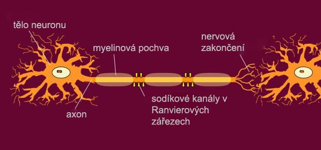 Obr. 11 Schematické znázornění normálně myelinizovaného axonu Obr.