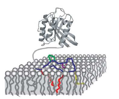 Orientované systémy membránové proteiny PISEMA: Polarization Inversion Spin Exchange at Magic Angle