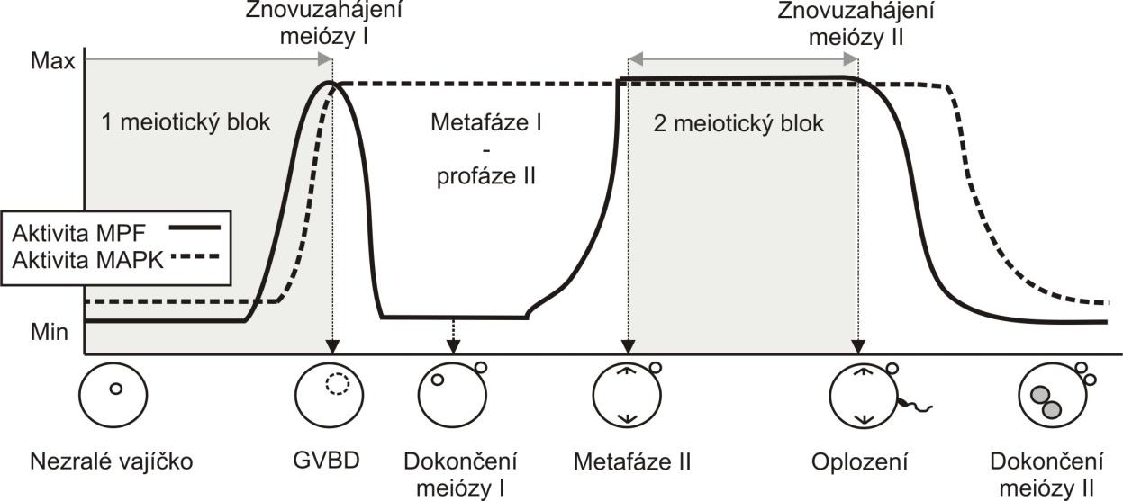 Společné zapojení faktorů do znovuzahájení meiotického zrání je znázorněno na obrázku 5. Obr. 4.: Aktivita MAPK a MPF během meiotického zrání savců (podle Fan a Sun., 2004) Obr.