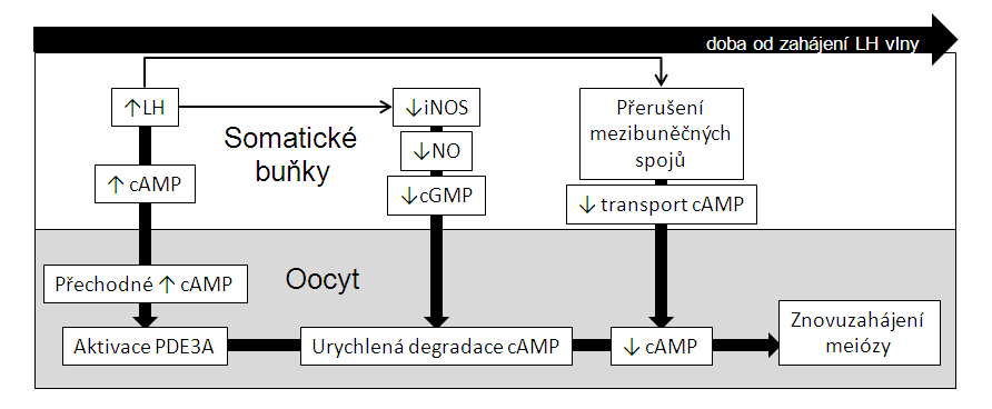 2008). Kaskáda oxidu dusaného navrţená těmito autory je znázorněna na obrázku. Obr. 12.: Model kaskády oxidu dusnatého, podle Sela-Abramovich et al., (2008).