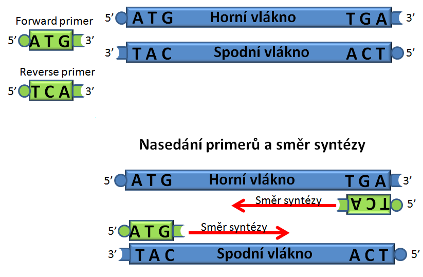 Teplota nasedání primerů (teplota annealingu ): Od délky primerů a počtu GC párů se odvíjí teplota nasedání primerů. Čím větší délka a vyšší obsah GC párů, tím je teplota nasedání vyšší (viz.