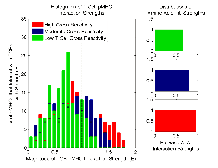 Obrázek: Model generování prvků σ ij matice popisující rozpoznání pmhc T-buňkou.