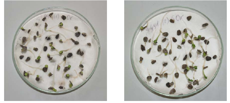Obrázek Zkouška klíčení bez ošetření Po hodinách máčení v GA byla dosažena klíčivost osiva %, po 4 hodinách máčení v GA hodnota % (obr. ).