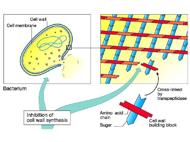 Inhibice syntézy buněčné stěny β-laktamy Fosfomycin Bacitracin Vankomycin Fosfomycin zabraňuje syntéze peptidoglykanové