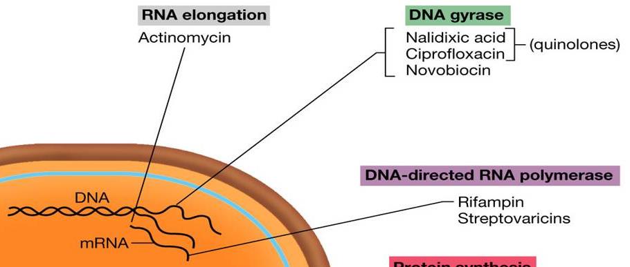 Inhibice syntézy NA DNA gyráza Chinolony, Novobiocin RNA