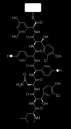 domain condensation (C) or elongation domain