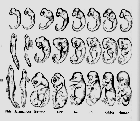 Ontogenese