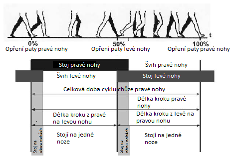 Grafické vyjádření rychlosti lokomoce (stochastický charakter rychlosti lokomoce, poznatky k frekvenci chůze, dále délka kroku a časové uspořádání kroku, bipedální lokomoce člověka: pohybový projev,