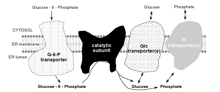 Glukosa-6-fosfatázový systém Katalytická podjednotka je na luminální straně ER GSD Ia : defici aktivity fosfatázy GSD Ib : deficit