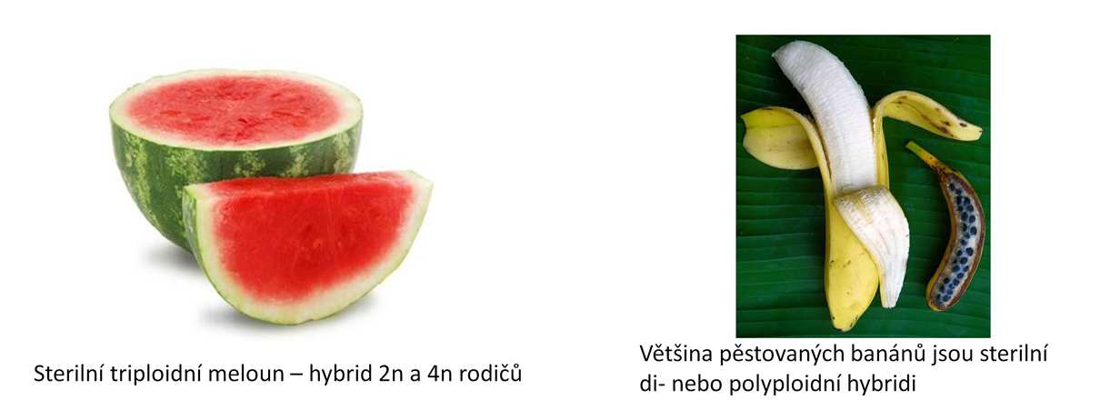 Výroba sterilních kultivarů Při uvádění nových druhů do krajiny je žádoucí předejít tomu, aby se nekontrolovaně množily.