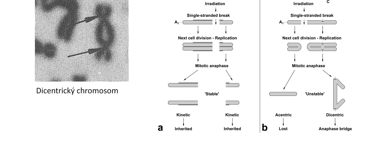 Dvouřetězcové zlomy DNA u monocentrických chromosomů generují acentrické fragmenty (= fragmenty bez centromery), které se během metafáze nemohou zachytit na dělící vřeténko a jsou během několika