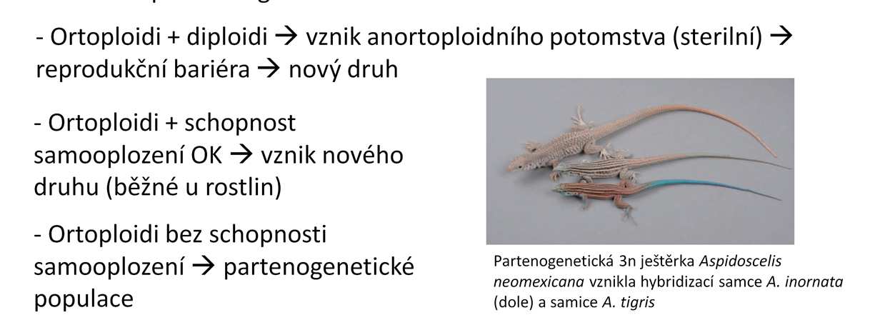 Polyploidie můžeme rozlišit podle toho, zda buňka obsahuje sudý (ortoploidie) nebo lichý (anortoploidie) počet sad chromosomů.