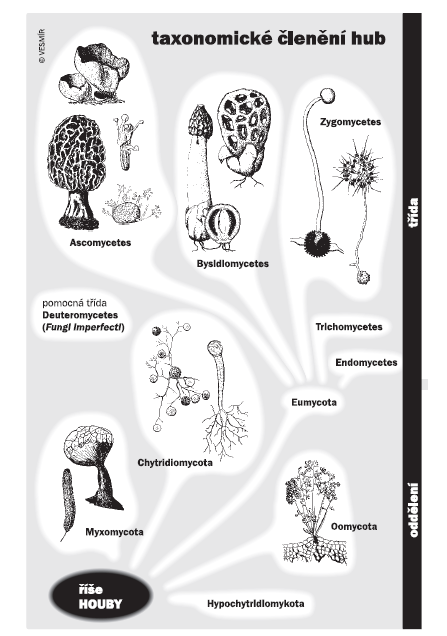 1. Názvosloví hub Systematika hub je velmi složitá a stále ve vývoji (rozvoj genetických metod, anamorfa x