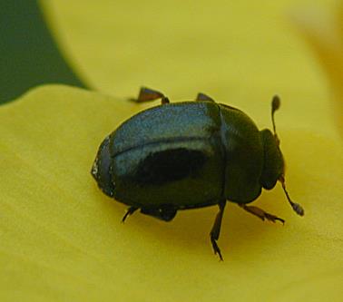 Uhříněves Slapy Humpolec 6 insekticidních sledů Šumperk Jan Kazda Marek Seidenglanz Trebon OSR (etofenprox) Viking (chlorpyrifos + betacyfluthrin) Dávka l Název přípravku (kg)/ha Nurelle D,6 Proteus