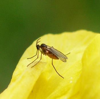 Výskyt blýskáčka Humpolec 4 7 6 6 5 Kontrola Avaunt 4 Trebon 3 Proteus Nurelle 2 Počet dospělců blýskáčka Počet dospělců blýskáčka Výskyt blýskáčka Humpolec 3 7 Kontrola 5 Nurelle 4 Nurelle