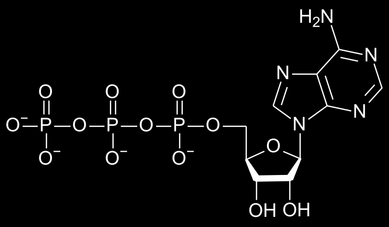 Proč je důležitá sloučeniny APT? Z čeho se skládá? ATP structure. In: ROLAND1952. Wikipedia: the free encyclopedia [online].