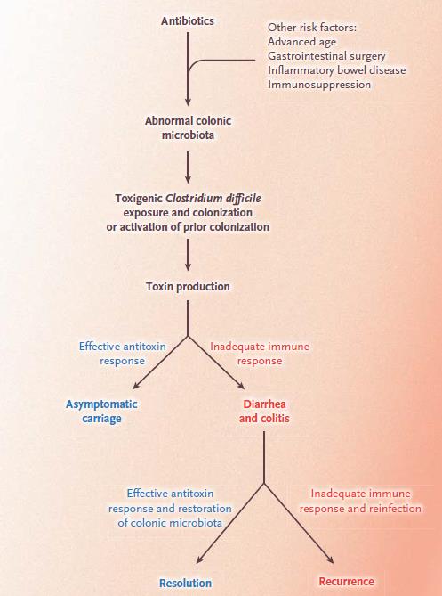 Clostridium difficile