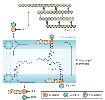 Schéma translokace a transpeptidace Lipid I: UDP-NAM + pentapeptid se