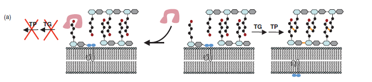 Mechanismus působení Pentapeptid: L-Ala-gama-D-Glu-DAP