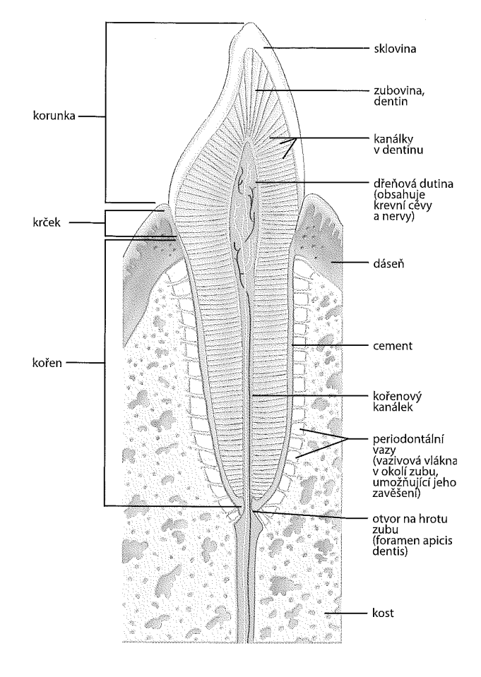 UTB ve Zlíně, Fakulta technologická 15 Obr. 3 podélný řez špičákem [3] Korunka (corona dentis) Korunka zubu je část, která vyčnívá z dásně.