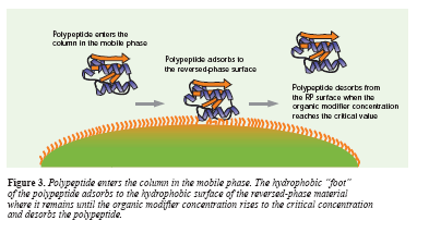 HPLC na reverzní fázi (RP) sorbent stacionární fáze je hydorfobní náplň uhlovodíkový řetězec navázaný na: silikagelu polymeru Hydrofobicita různý počet uhlíků C4, C8, C18 (proteiny peptidy) mobilní