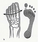 flexor digit. brevis, m. quadratus plantae. (Vařeka,Vařeková,2009 z práce Clippinger, 2007).