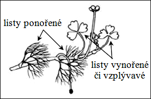 10) Křížovka Pro mnoho vodních rostlin je charakteristické, že jinak vypadají listy ponořené a jinak vynořené (viz Obr. 15). Tento fenomén se nazývá různolistost, neboli viz tajenka.