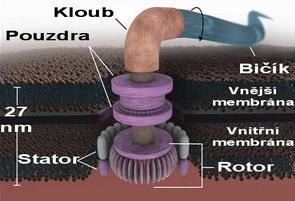 Protoplast prokaryotické buňky Cytoplazma Není cytoskelet pouze cytosol Obsahuje řadu enzymů pro metabolické reakce, organely a inkluze Inkluze Glykogen Kapénky síry Plynové vakuoly Jiné zásobní a