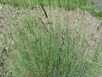 Pastevní plevele - definice plevelů pastevních porostů složitější jsou často ukazatelem stanovištních poměrů