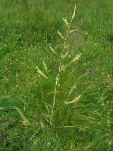 (Festuca pratensis) - poloraná až polopozdní, volně trsnatá tráva - nejlépe na
