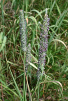 tráva Psárka luční (Alopecurus pratensis) - vytrvalá vyšší tráva s krátkými