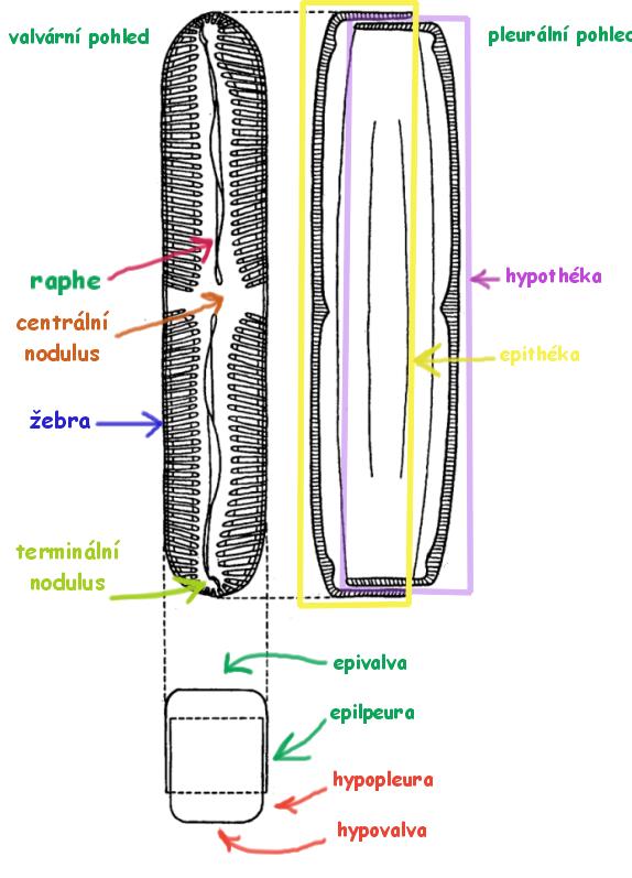 Frustula