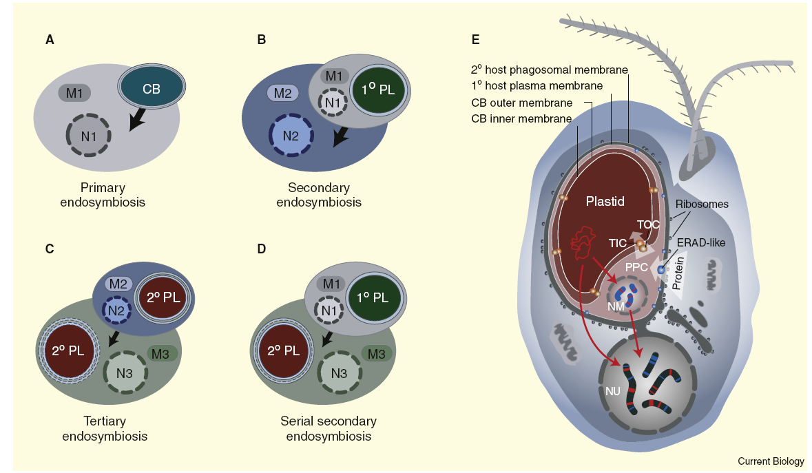 Mechanizmy symbiotických procesů Mitochondrie Plastid 2membrány