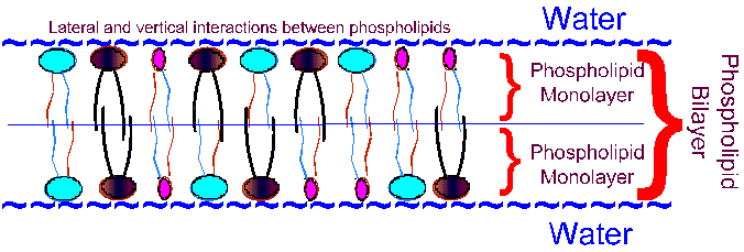 (hydrofilní) oblast se otáčí směrem k vodě - lipidová (hydrofobní)