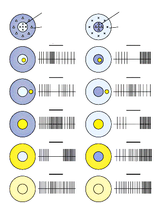 Gangliové buňky struktura odpovídáreceptivnímu poli 2 druhy: zapínací(on-centre) a vypínací(off-centre) antagonickáreakce (změna frekvence akčních potenciálů) na