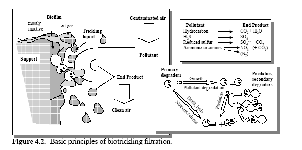 BIOFILM