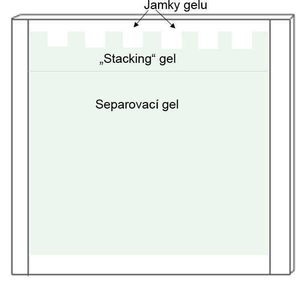 ELEKTROFORETICKÁ SEPARACE PROTEINŮ Pro separaci proteinů je využívaná PAGE elektroforéza, tj. elektroforéza v polyakrylamidovém gelu. Polyakrylamidové gely.